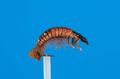 14173 Мушка нимфа Hydropsyche Brown