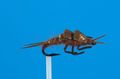 14175 Мушка нимфа Stonefly Dark Brown