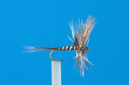 Mosquito