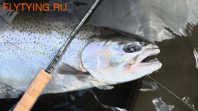 Kola Salmon 10922 ���������� ����������� ������� FIVE (����, ��� 6)