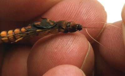 VIRTUAL NYMPH 58316    Stonefly Wing Buds (,  4)