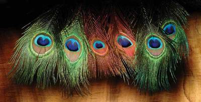 Hareline 53070    PEACOCK EYESD STICKS (,  1)