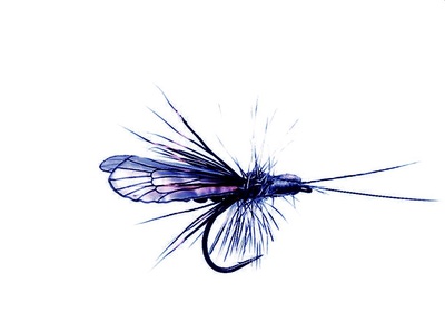 J:son&Co 58307     Realistic Wing Material For Caddis Adult (,  8)