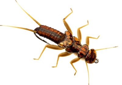 J:son&Co 58309       Realistic Wing Material For Stonefly Nymph (,  3)
