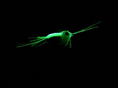 Hedron 54071 C  Flashabou Glow-in-dark (,  3)