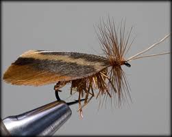 Veniard 58338     Natural Feather Caddis Wings (,  1)