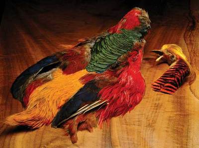 Hareline 53085 Перо фазана Golden Pheasant (Whole Skin) (вид 1) Hareline 53085 Перо фазана Golden Pheasant (Whole Skin) (фото, вид 1)