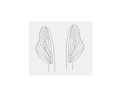 J:son&Co 58311 Заготовки для имитаций крылышек Realistic Wing Material For Caddis Spent / Stonefly Spent (фото, вид 4)