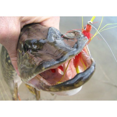 4Trouts 59512        Pike Flies Set (,  2)