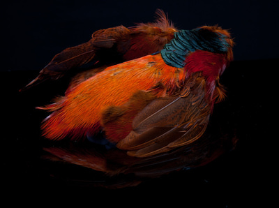 A.Jensen 53224    Golden Pheasant Body Skin (,  1)