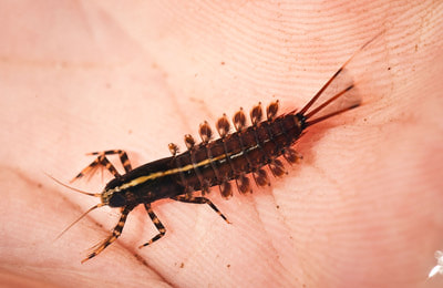 Artflies 14390   Realistic Isonychia Nymph (,  2)