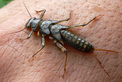 Artflies 14001    Realistic Black Stonefly Nymph (,  3)