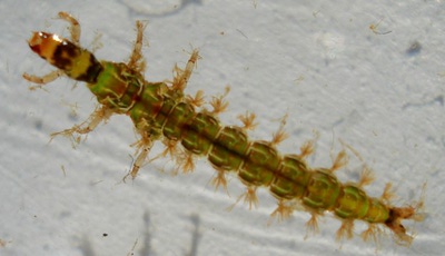 Artflies 14391    Realistic Hydropsyche Larva (,  2)