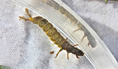 Artflies 14391    Realistic Hydropsyche Larva (,  3)