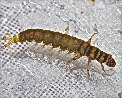 Artflies 14391    Realistic Hydropsyche Larva (,  4)