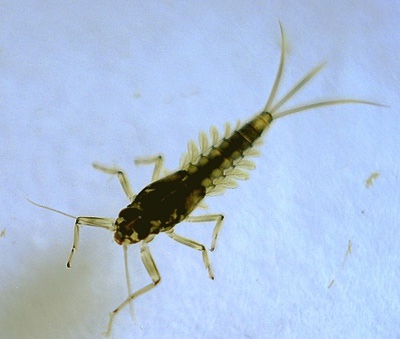 Artflies 14395    Realistic Extended Body Swimming Nymph Olive (,  2)