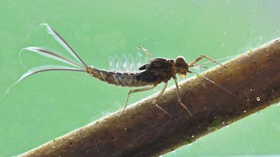 Artflies 14396    Realistic Extended Body Swimming Nymph Brown (,  2)
