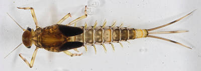 Artflies 14396    Realistic Extended Body Swimming Nymph Brown (,  3)