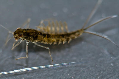 Artflies 14396    Realistic Extended Body Swimming Nymph Brown (,  4)
