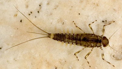 Artflies 14395    Realistic Extended Body Swimming Nymph Olive (,  3)