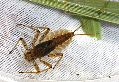 Artflies 14397    Realistic Extended Body Swimming Nymph Red Brown (,  2)