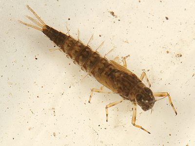 Artflies 14398    Realistic Extended Body Swimming Nymph Gray (,  2)