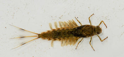 Artflies 14398    Realistic Extended Body Swimming Nymph Gray (,  3)