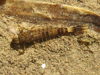 Artflies 14398    Realistic Extended Body Swimming Nymph Gray (,  4)