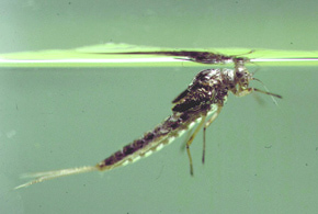Artflies 14400    Realistic Extended Body Swimming Nymph Flashback Brown (,  2)