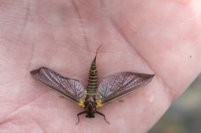 Artflies 11198   Burnt Wing Spinner Olive (,  3)