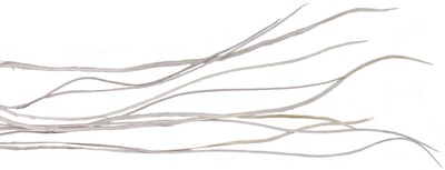 Spirit River 53245   UV2 WHITING Hackle (,  3)