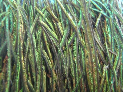 Spirit River 53249   UV2 Peacock Strung Herl (,  1)