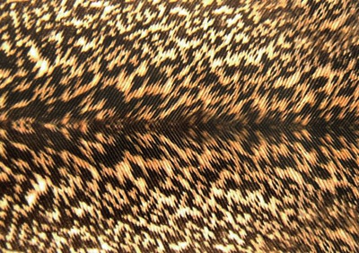 Spirit River 56045    Nymph Skin Mottled (,  6)