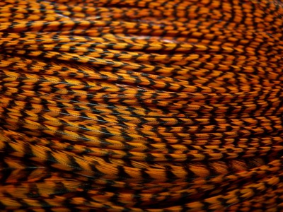 WHITING 53255   High and Dry Hackle Capes (,  4)