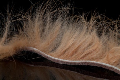 A.Jensen 52398    Rabbit Zonkers Strips (,  13)