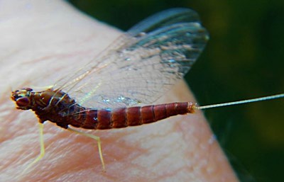 Crystal River 11234   Brown Mayfly (,  1)