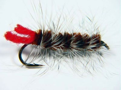Crystal River 14432   Wooly Worm Brown (,  1)