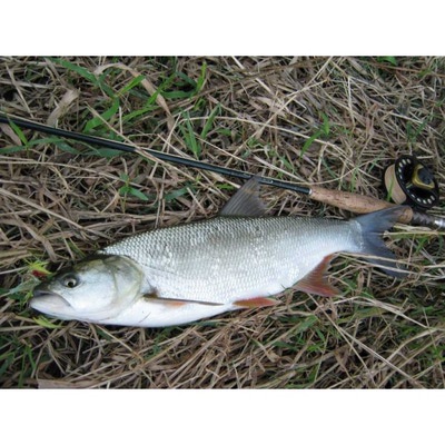 4Trouts 59516      Asp Streamer Set (,  2)