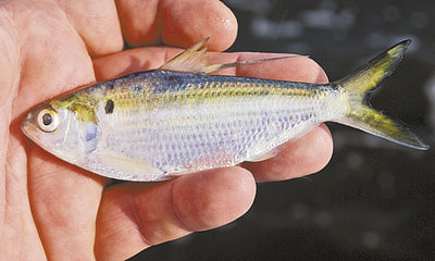 Pacific Fly Group 15362   Threadfin Shad (,  1)