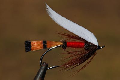 SFT-studio 53305   Golden Pheasant Tippet Section (,  3)