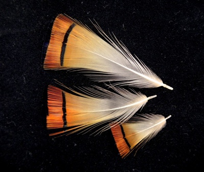 SFT-studio 53307     Golden Pheasant Tippet Feathers (,  1)