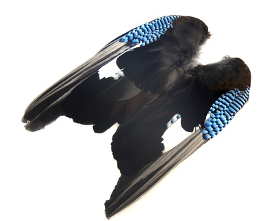 SFT-studio 53308   Jai Feathers (,  2)