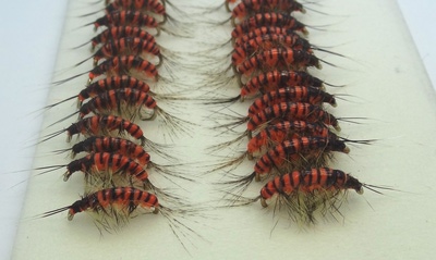 SFT-studio 14035    Freshwater Shrimp Orange Striped (,  3)