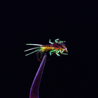 Royal Sissi 58356  Mayfly Nymph Body Set (,  12)