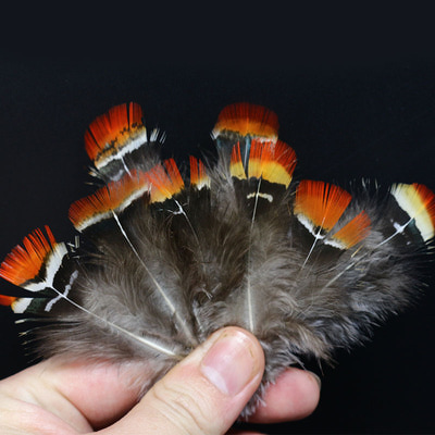Royal Sissi 53316   Lady Amherst Pheasant Feather Set (,  4)