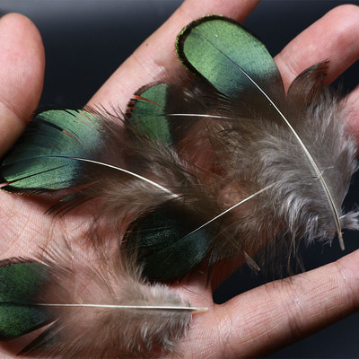 Royal Sissi 53316   Lady Amherst Pheasant Feather Set (,  5)