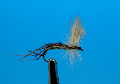 Pacific Fly Group 11241   Crane Fly Adult (,  1)