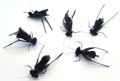 Pacific Fly Group 11128   BMAR Hopper Black (,  1)