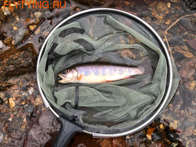 Daiwa 81227  Keiryu Damo V (, Daiwa Keiryu Damo V)