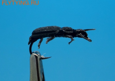 SFT-studio 14539    Ground Beetle (,  1)